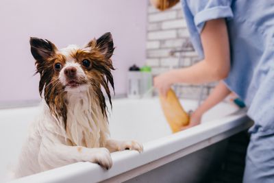 Pet Grooming and Pet Sitting Insurance in San Diego, CA by Aracely Serna Insurance