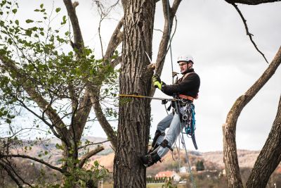Tree Trimming Insurance in San Diego, CA by Aracely Serna Insurance